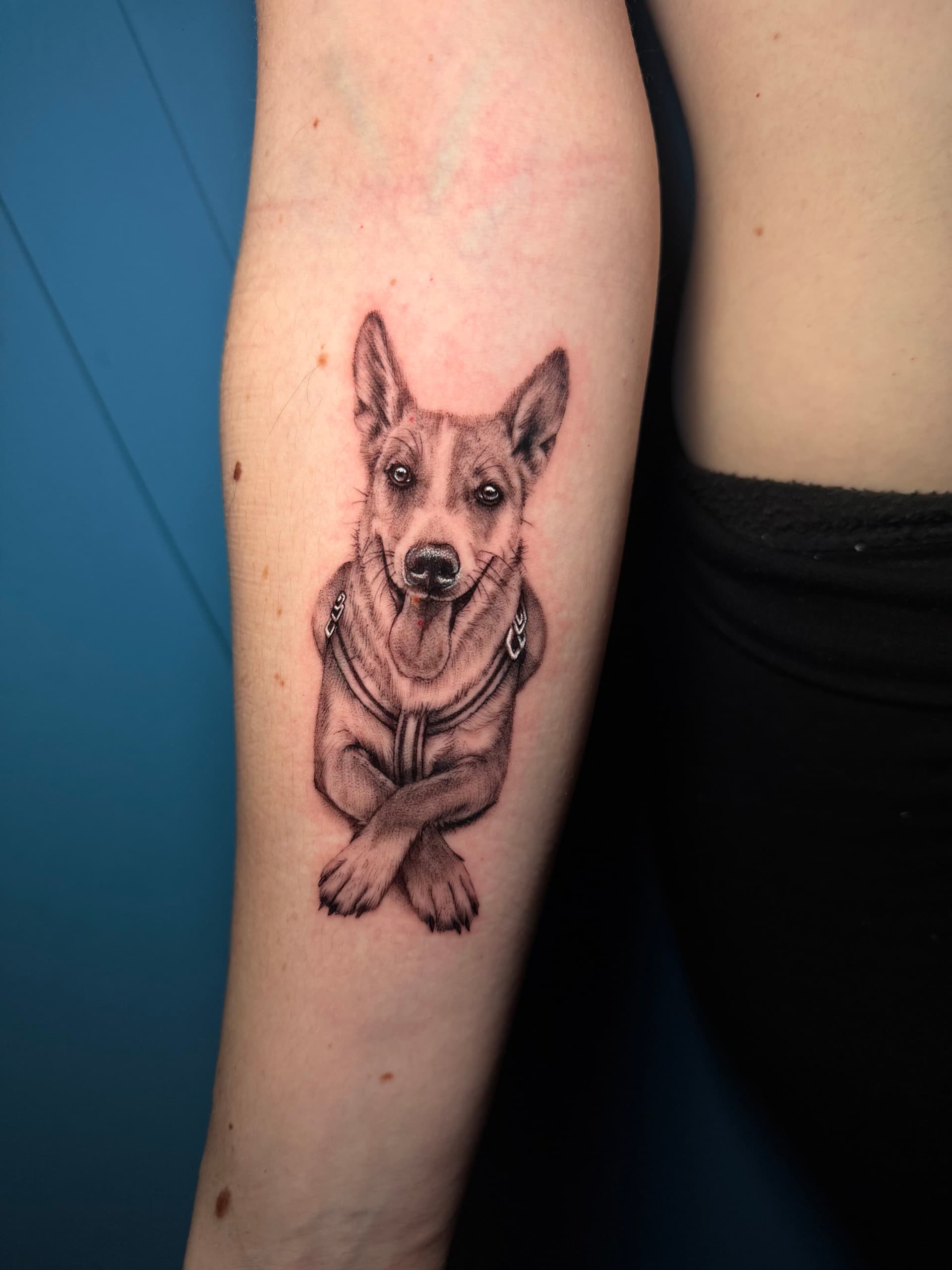 Perro con collar