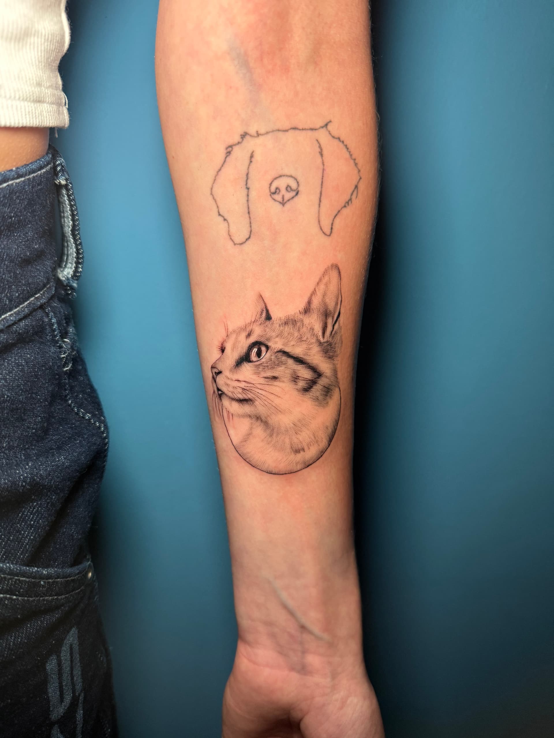 Gato y perro