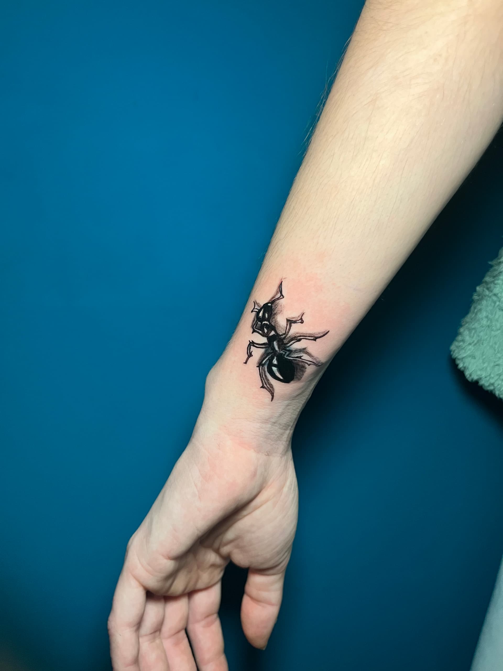 Araña