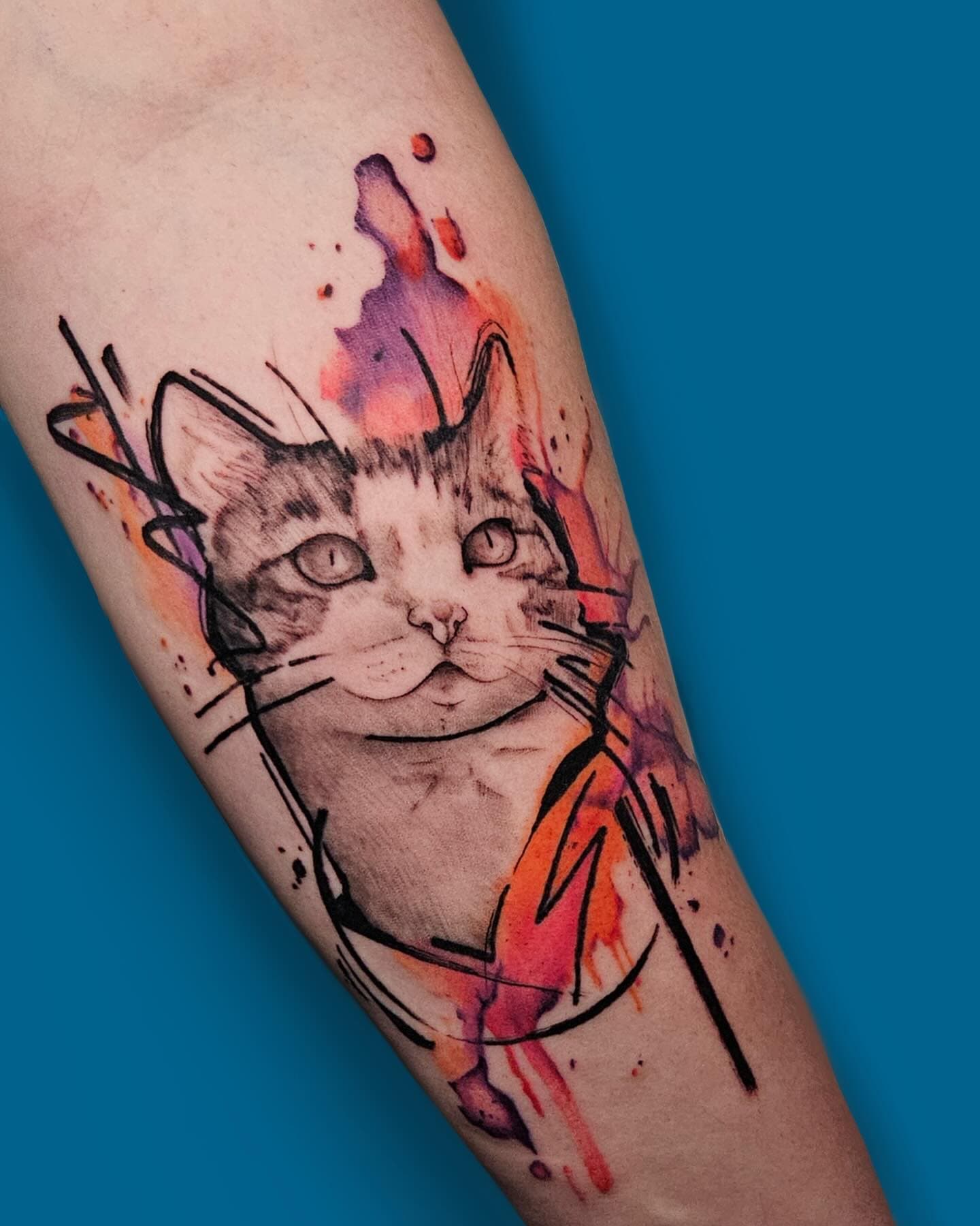 Gato